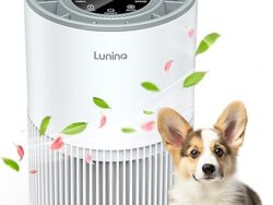 luni